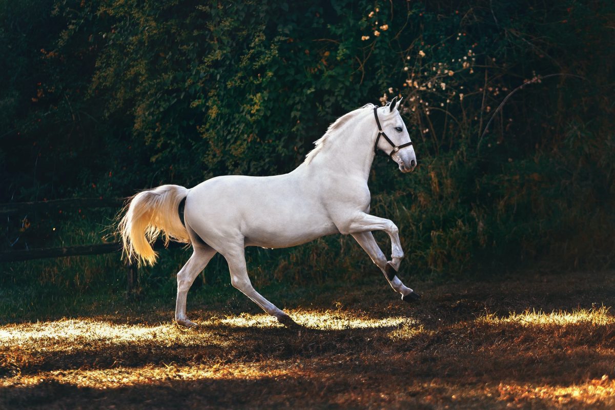Piękno warte miliony – najdroższe rasy koni na świecie
