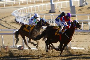 Koszt utrzymania i treningu konia wyścigowego szlachetnej krwi