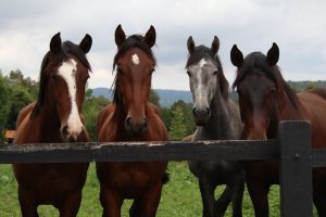Stajnie, boksy, wybiegi – co trzeba wiedzieć o warunkach hodowli koni?